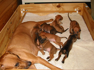 2 weeks old puppies